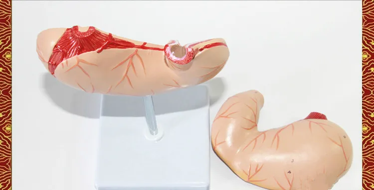 1:1 Размер жизни человеческий желудок анатомическая модель Анатомия желудка