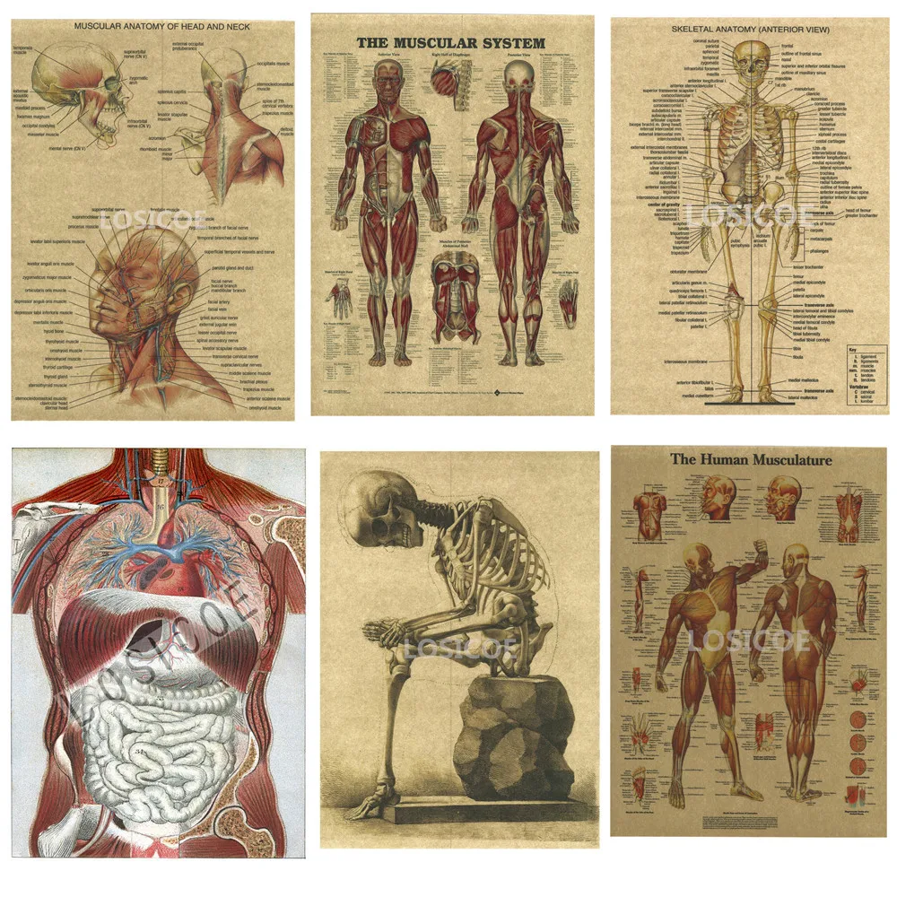 Анатомический плакат. Плакат анатомия человека. Древняя анатомия человека. Старинные анатомические плакаты. Анатомические плакаты для печати.