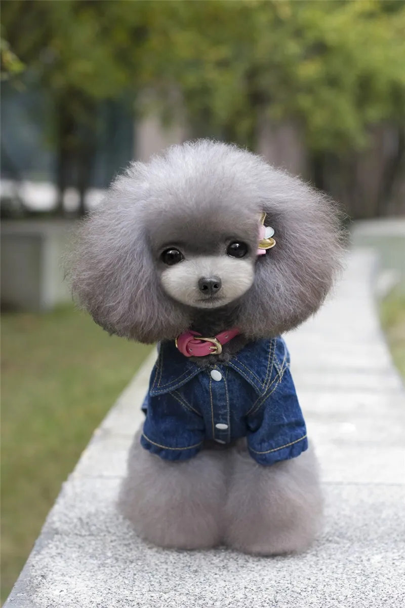 Y56 джинсовое пальто с собаками для весны и осени новая одежда 2 ногами щенков