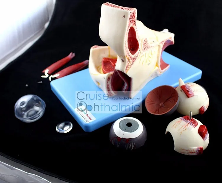 Орбита премиум класса и окулярные мышцы модель 5X глазного яблока | Для