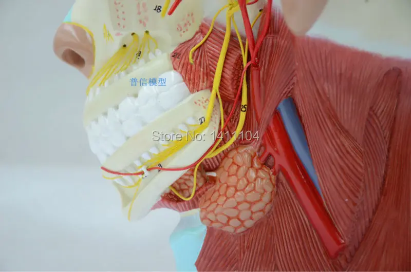 Free shipping&Head model head anatomy neck anatomy neural brain model.For teaching medical and Beauty salon. | Канцтовары для