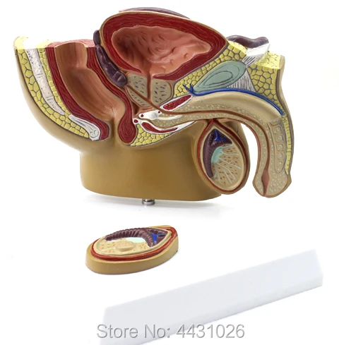 ENOVO A small male prostate model of the prostate model of the prostate model of the male family urology