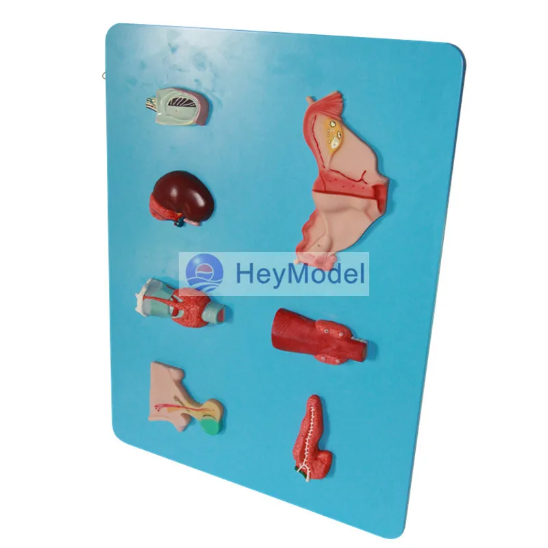 Модель человеческого эндокринного органа HeyModel | Канцтовары для офиса и дома