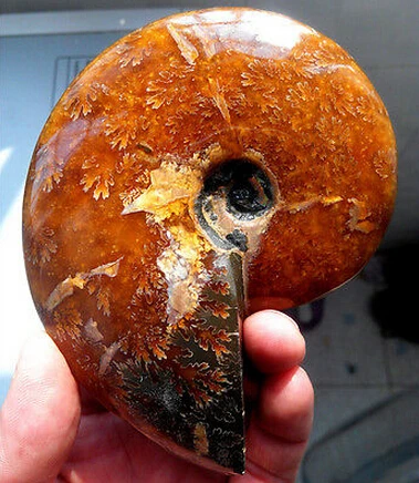 

Natural conch fossil specimens of Madagascar