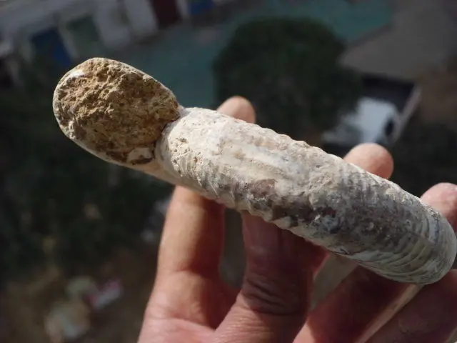 220 260g натуральная искусственная кожа Мадагаскар|ammonite|ammonite fossilammonite jewelry |