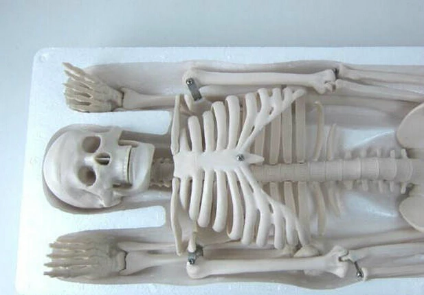 45 см модель человеческого скелета съемная анатомическая решение | Канцтовары для