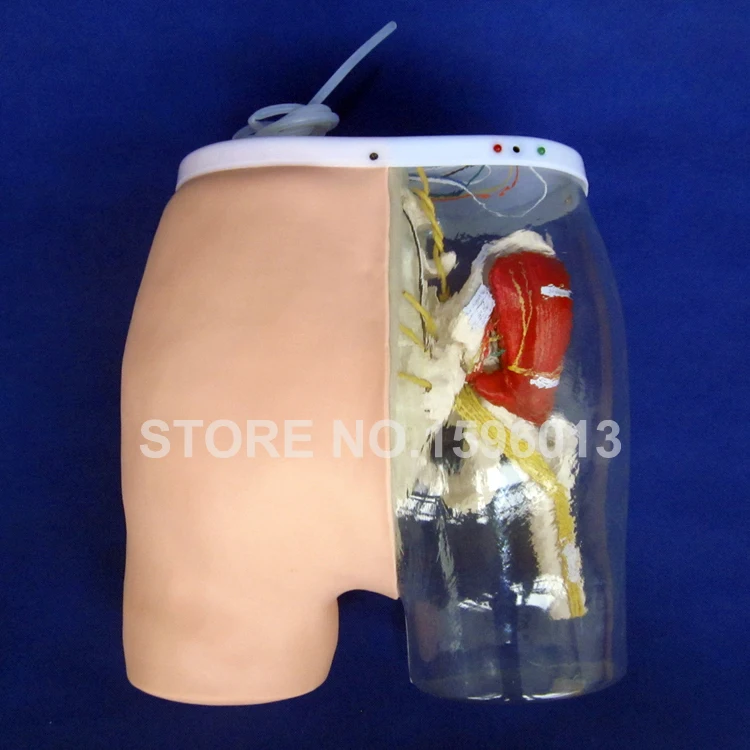 Тренажер для тренировки ягодиц внутримышечный впрыска и контрастирующая модель