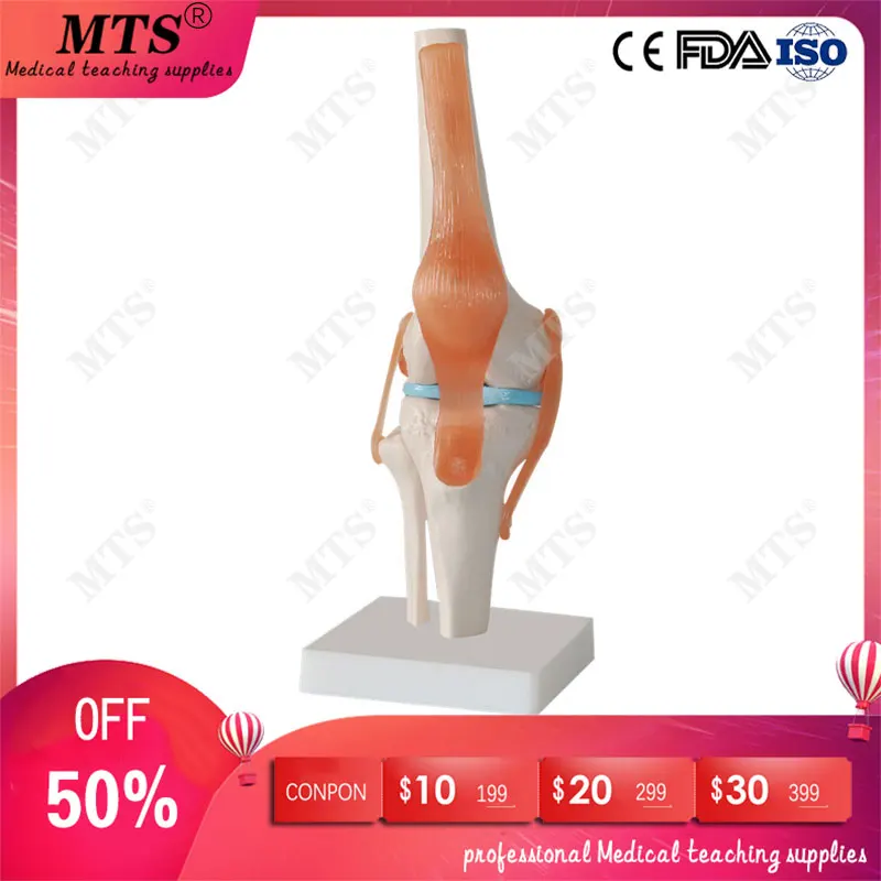 Высококачественный анатомический скелет человека коленный шарнир с связкой