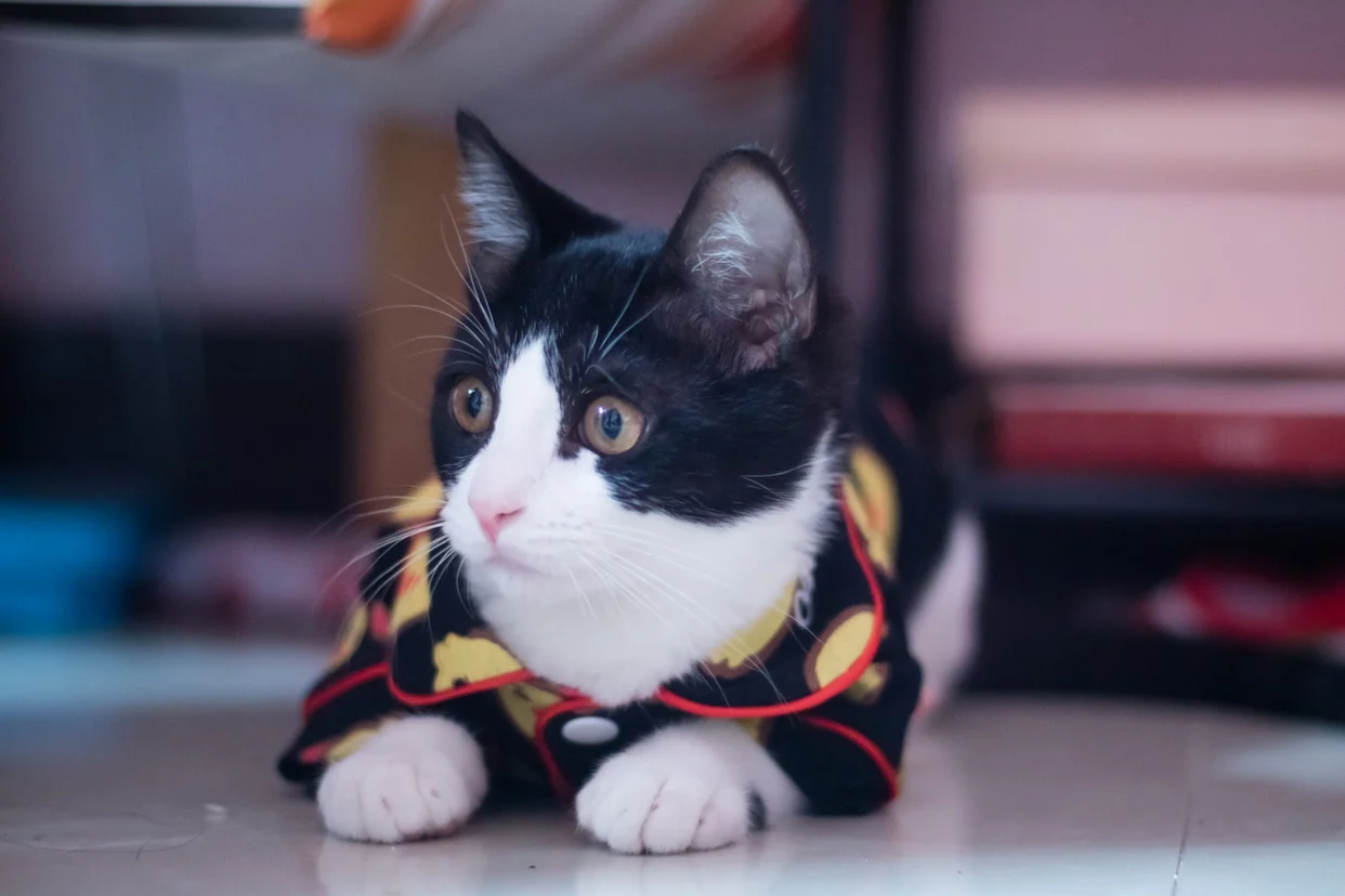 Одежда для домашних животных, котов Mascotas костюм на Хэллоуин Мягкая Милая цыпленок клубника Кошка Домашняя одежда кошка пальто Одежда для домашних животных наряд XS s m l xl