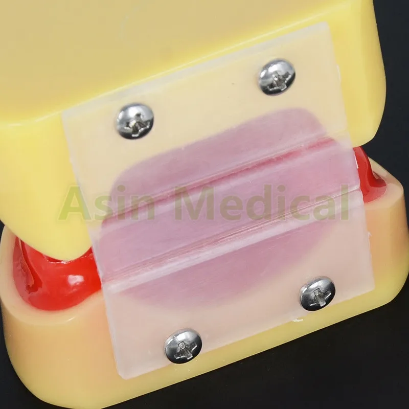New Arrival Dental All teeth Removable Standard Teeth Tooth Model 28 pcs student learning model | Красота и здоровье