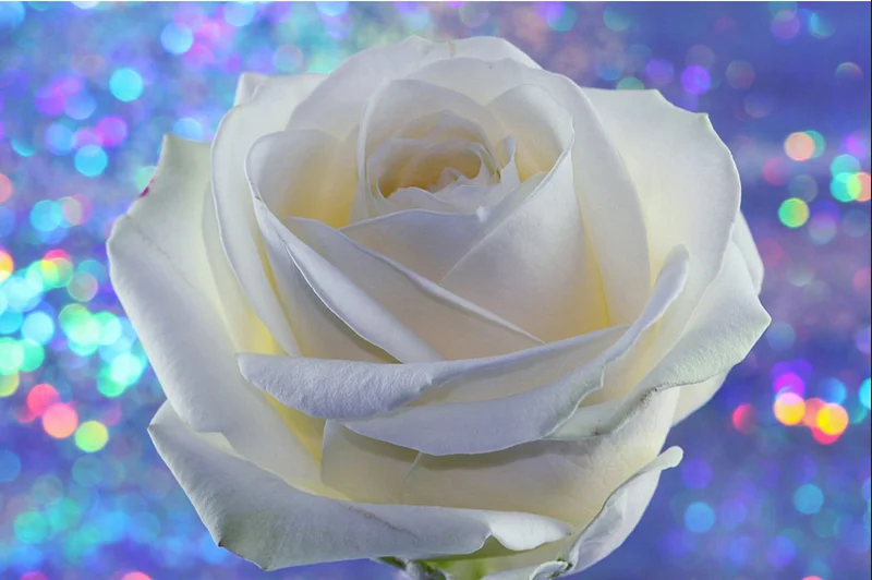 Алмазная 5D картина сделай сам белая роза полностью круглая вышивка 3D стразы