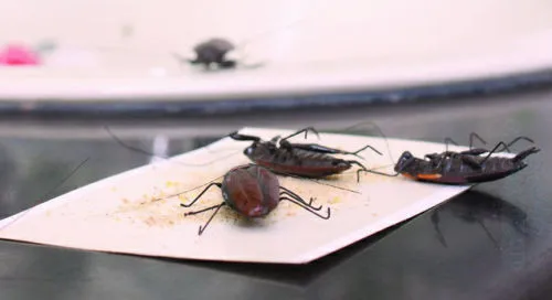 5 PCS/Lot Free shipping Max force Magnum Cockroach Roach Bait Non-toxic Best kill | Tape