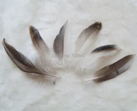100pcslot 7 10cm mallard duck drake grey flank feathers feather crafts hair feathers craft supplies wholesale feathers