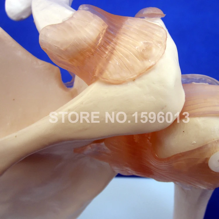 Модель плечевого сустава анатомическая модель кости с связкой|shoulder joint model|bone