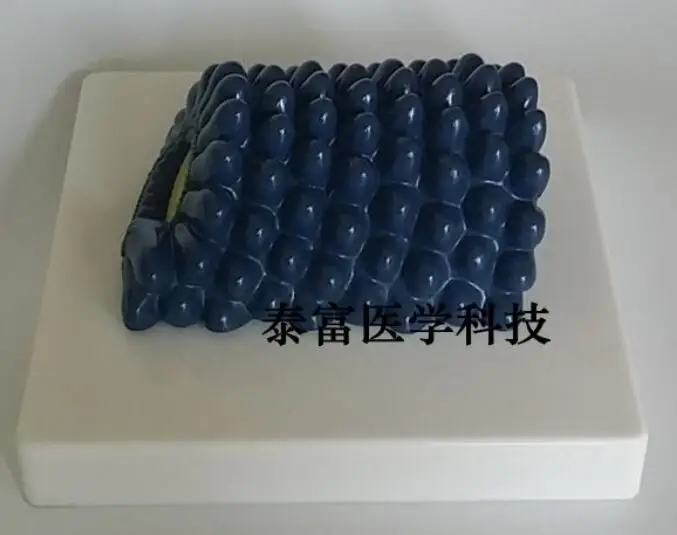 Rabies Virus Model Molecular Structure Biology Medical Teaching Science Study Supplies Free Shipping | Канцтовары для офиса и