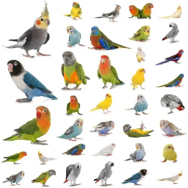 Other parrot Gingerain одежда с птицами попугай одежда красный шарф ручной работы на заказ одежда с птицами свитер с капюшоном apis florea - Цвет: Other parrot