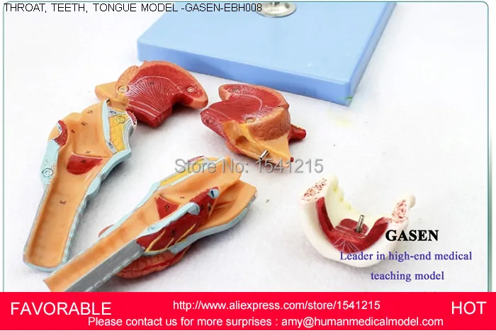 Структура горла имеет увеличенную модель гортани человеческий язык зубов