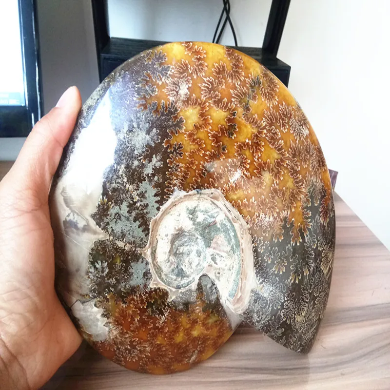 

4.4lb RARE Iridescent AMMONITE AMMOLITE SHELL GEM FOSSIL SPECIMEN HEALING