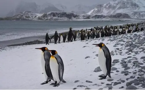 2017 без рамы печать Художественная на холсте природные пейзажи Пингвины животные