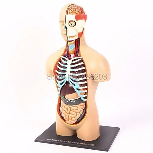 15 дюймовый 4D master human torso суперлюксовый медицинский фототравматический