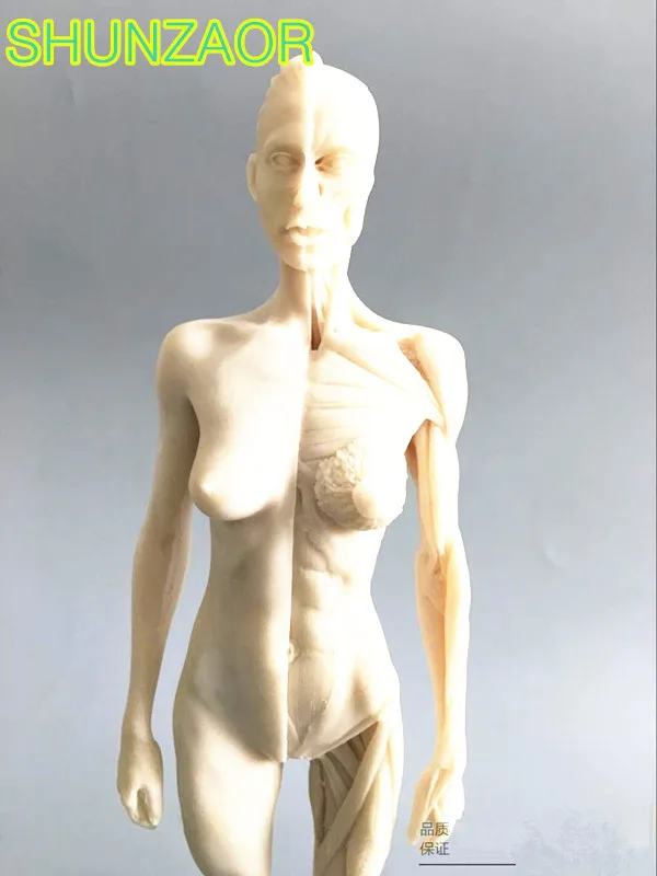 30 см белая женская модель череп для изучения анатомии мышечная кость медицинский