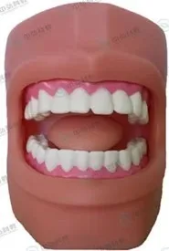 

Oral Care Model 1:1 Dental Health Care Model free shipping