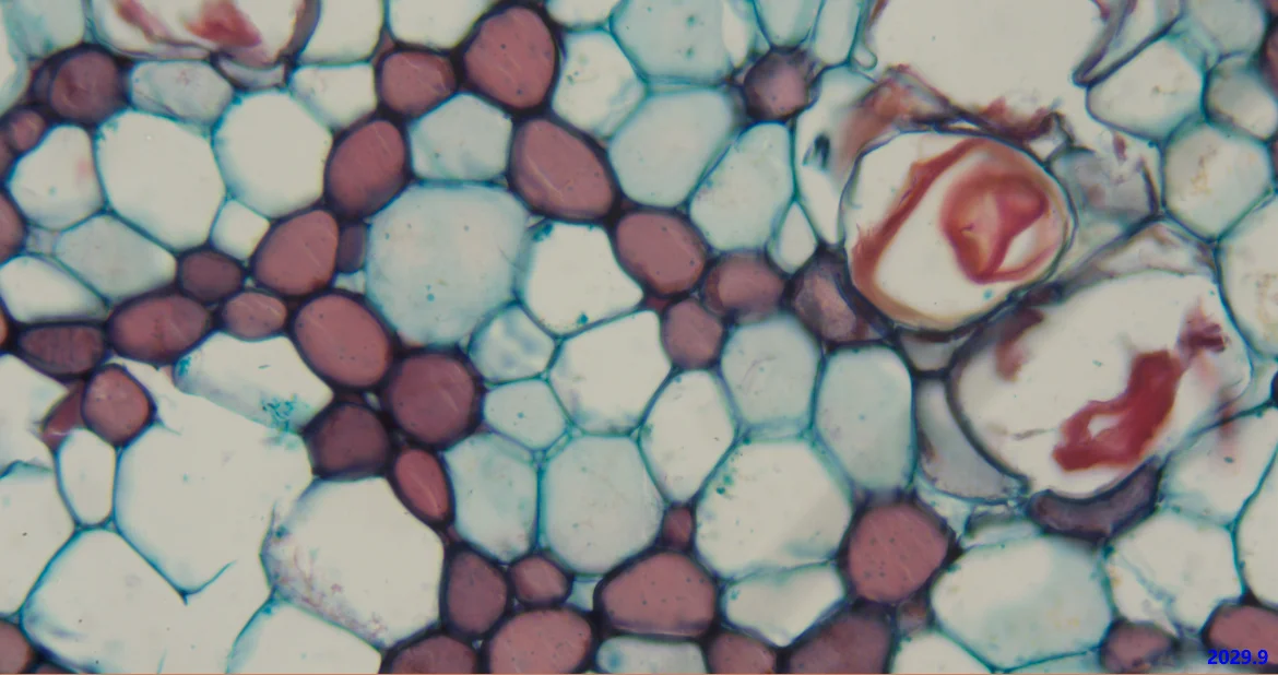 9MP USB3.0 Mircoscope C-mount окуляр цветная камера E3ISPM09000KPA с sony IMX305 1 дюймов CMOS сенсор 34fps для использования в даркфилде