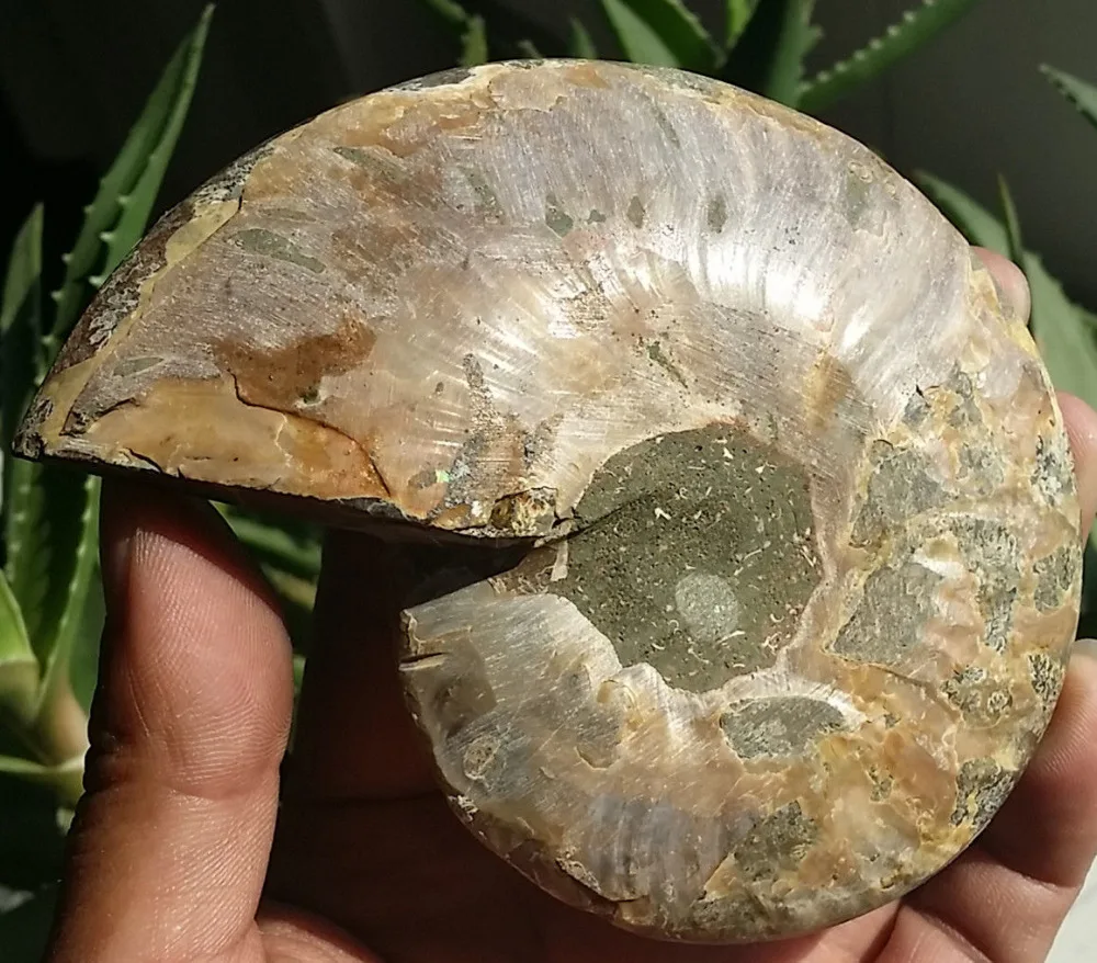 002092 1 пара полуобрезанный корпус аммония Jurrassic Fossil образец из Мадагаскара|specimen| |
