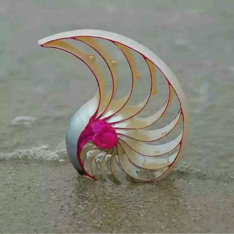 MESOPOTAMIA Colorful Natural Conch Shell Ornaments Rose Nautilus Fossil Creative Home Decoration Wedding Gifts Conch Shells image 3