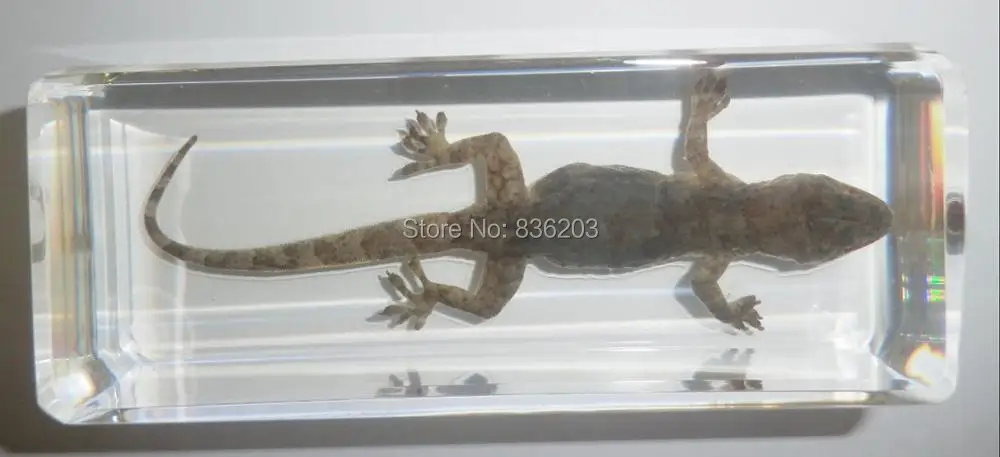 Обычный дом Gecko Hemidactylus frenatus образец в акриловой травме медицинские инструменты