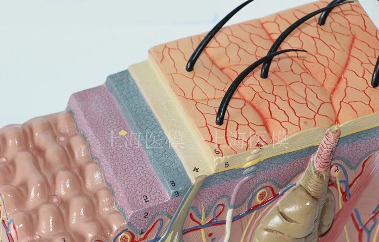 50X трехмерная модель кожи медицинская Эстетическая пластиковая структура