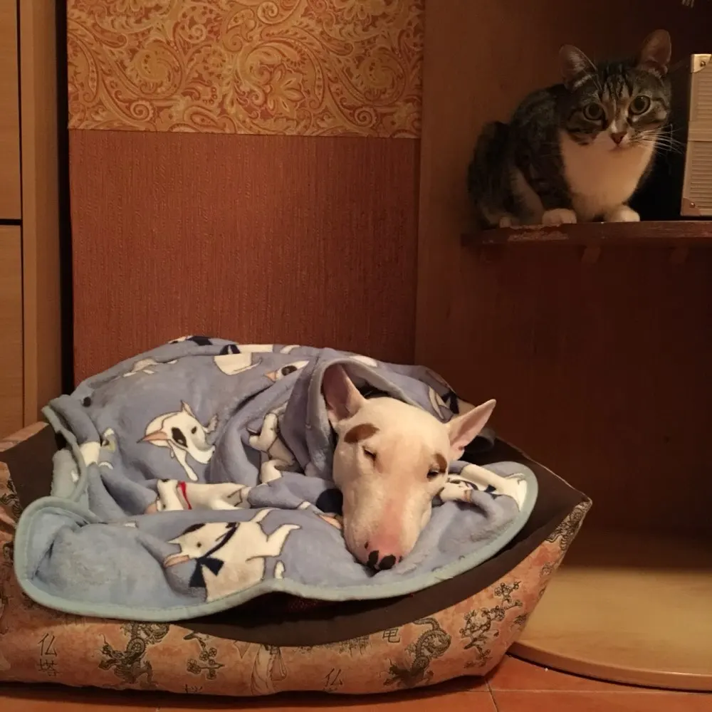 Мягкий флисовый для собаки Mats Bullterrier одеяла с бульдогом кроватки домашнее одеяло