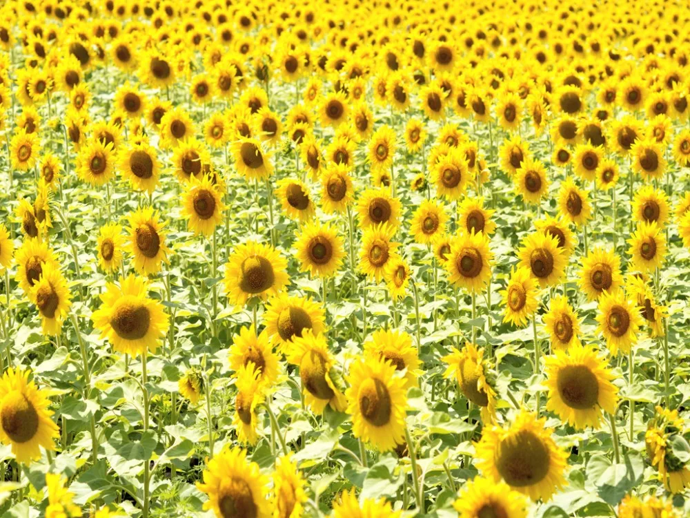 Фото затемненные оконные шторы Роскошные 3D для гостиной спальни офиса отеля дома