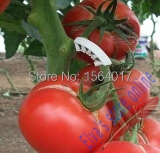 1000pcs plastic tomato clip plant fastener plant vines Tomato Flower Vegetable Farming Clip
