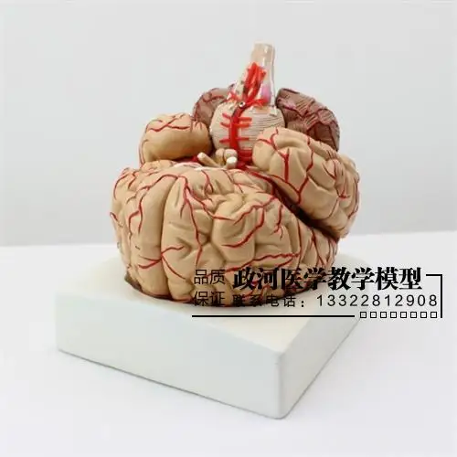 9 деталей модель мозговой артерии головного мозга с нервной системой|model brain|anatomical