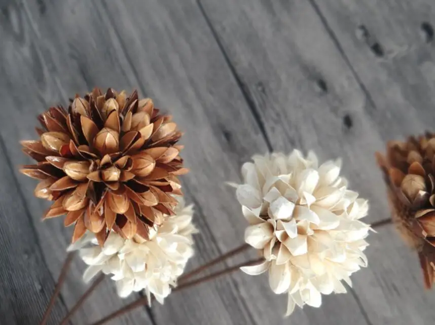 5 шт. натуральный сушеный белый/коричневый цветок магнолии с железной проволокой