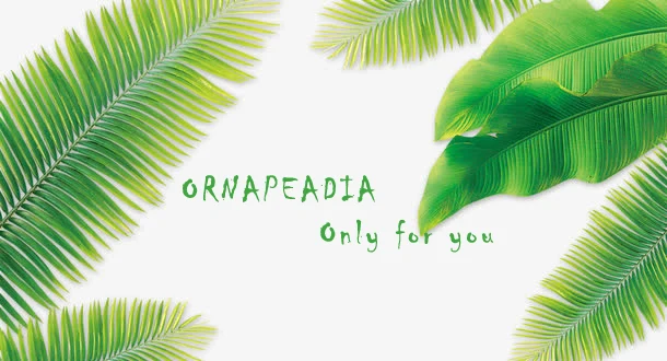 ORNAPEADIA, новинка,, браслет, модный, женский, стильный, изысканный, европейский, американский, популярный, бамбуковый, секционный, браслеты