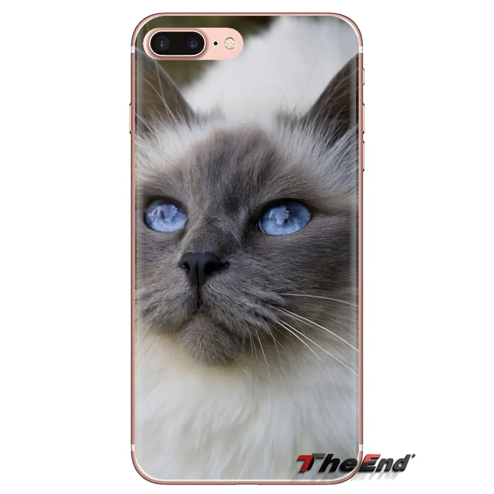 Pet ragdoll кошачьи голубые глаза прозрачные мягкие чехлы для iPod Touch Apple iPhone 4 4S 5 5S SE 5C 6 6S