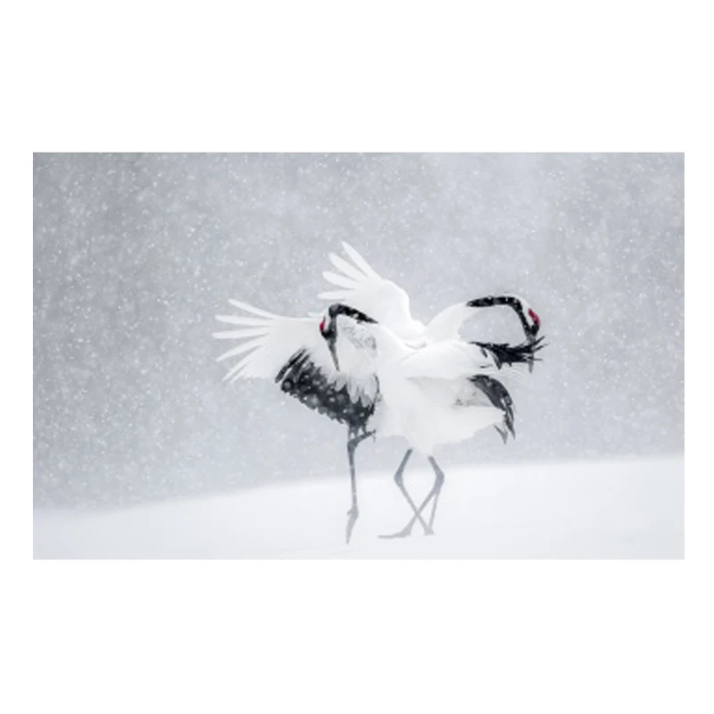 Набор для алмазной вышивки журавль|diamond mosaic|painting cross stitchdiamond embroidery |