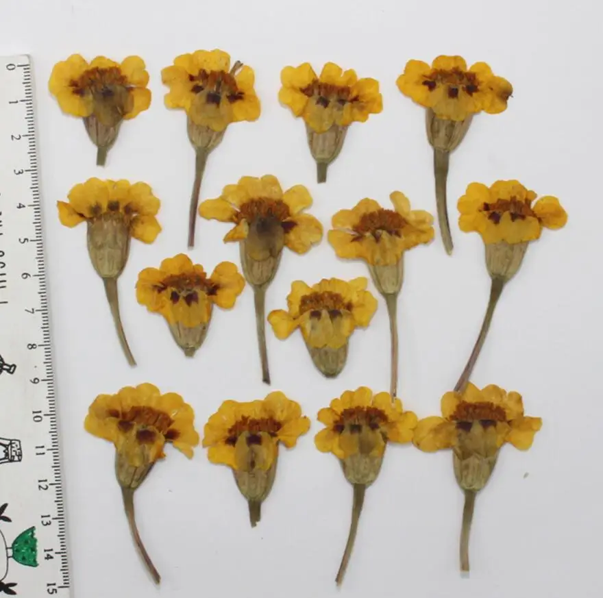 250 шт. прессованный высушенный Tagetes patula L. Цветочные растения гербарий для
