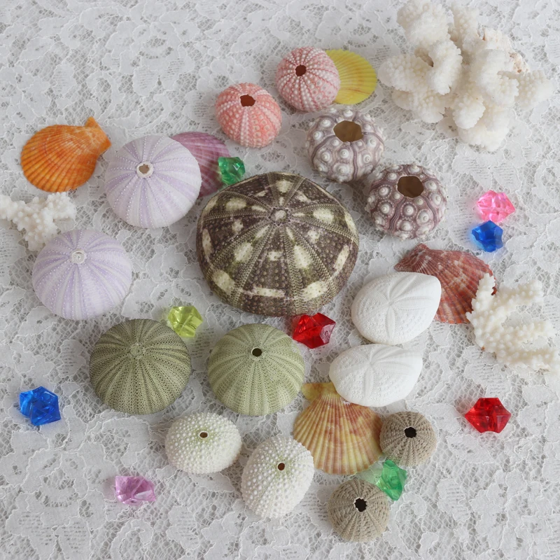 Бесплатная доставка (15 шт./лот) набор супер стоимости морской урчин из