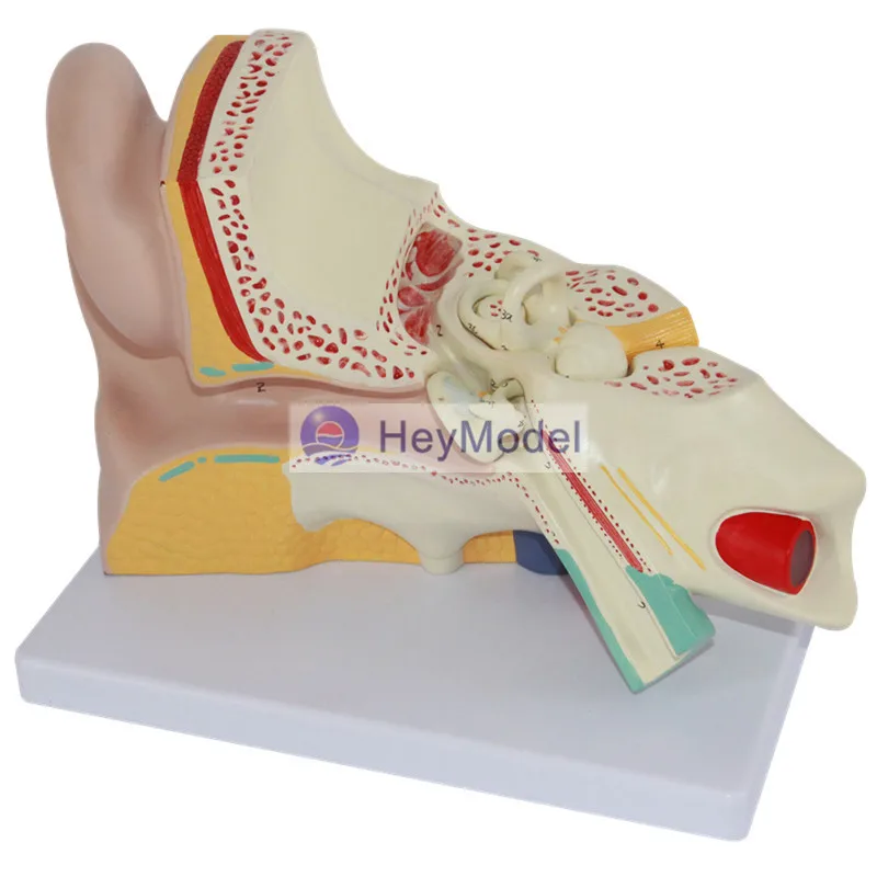 HeyModel модель анатомии человеческого уха | Канцтовары для офиса и дома