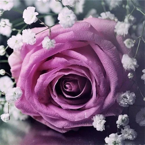 V7022 EverShine Diamond Embroidery Flowers Pictures Of Rhinestones Full Square Diamond Painting Rose Diamond Mosaic Wall Decoration - Цвет: V7022