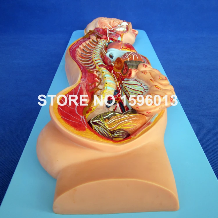 Горячая симпатическая модель нервной системы человека анатомическая |