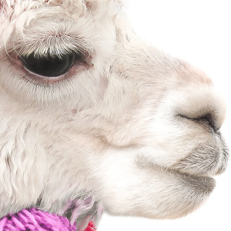Llama печать ребенка альпака настенная живопись холст скандинавский питомник