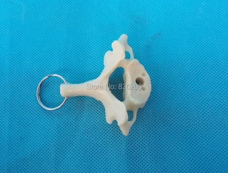 Мини Женская Анатомия позвоночника модель скелета горло анатомическая