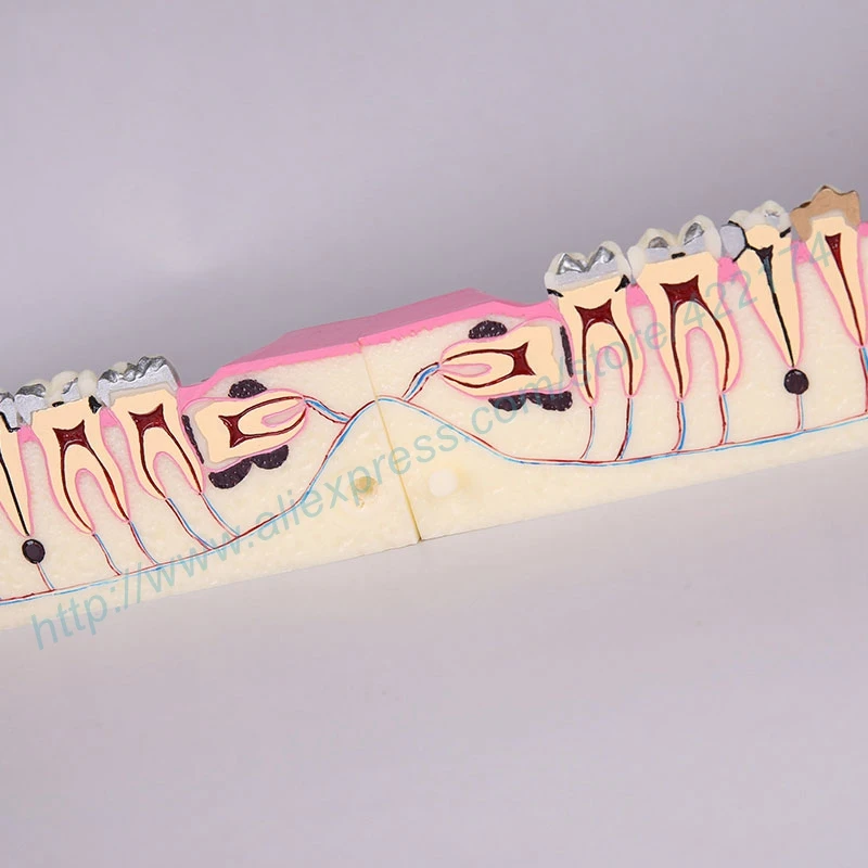 Молярный поперечный сечение модель исследования зубные зубы анатомическая