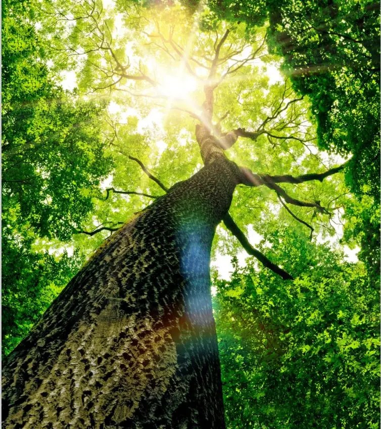 T-1611 Big Tree with huge trunk printing ceiling film sunlight through tree construction material for decoration | Обустройство дома