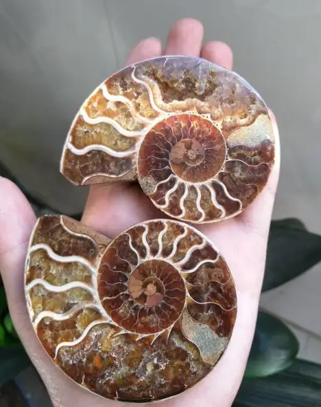 Окаменелости аммония улитки минералы из Марокко в многоцветный огонь|mineral