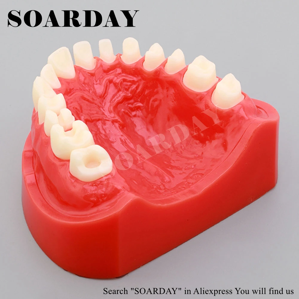 Зубная подготовка SOARDAY модель зубов стоматологическая тренировочная сменные